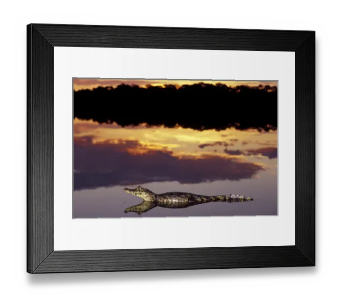Framed Print : South America, Brazil, Pantanal Caiman (Caiman crocodilius yacare) in lagoon at sunset Framed Print : South America, Brazil, Pantanal Caiman (Caiman crocodilius yacare) in lagoon at sunset