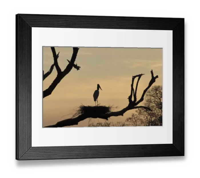 Framed Print : South America, Brazil, Pantanal Jabiru (Jabiru mycterial) on nest, silhouetted at dusk Framed Print : South America, Brazil, Pantanal Jabiru (Jabiru mycterial) on nest, silhouetted at dusk