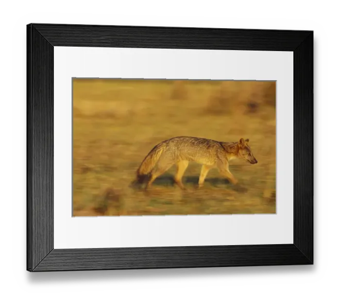 Framed Print : South America, Brazil, Pantanal Crab-eating fox (Cerdocyon thous) Framed Print : South America, Brazil, Pantanal Crab-eating fox (Cerdocyon thous)