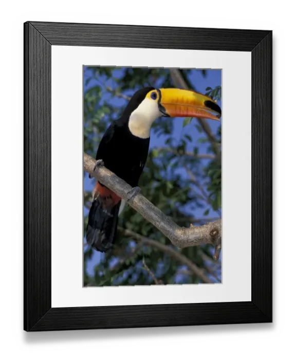 Framed Print : South America, Brazil, northern Pantanal Toco toucan (Ramphastos toco) in tree Framed Print : South America, Brazil, northern Pantanal Toco toucan (Ramphastos toco) in tree