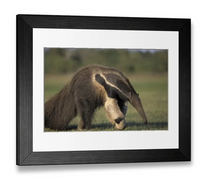Framed Print : South America, Brazil, Pantanal, Nhecolandia Giant anteater (Myrmecophaga tridactyla)