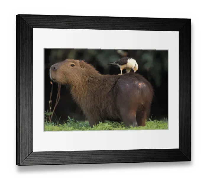 Framed Print : South America, Brazil, Pantanal Capybara (Hydrochoerus hydroaeris) with bird on back Framed Print : South America, Brazil, Pantanal Capybara (Hydrochoerus hydroaeris) with bird on back