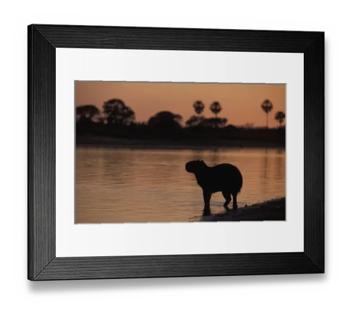 Framed Print : South America, Brazil, Pantanal Capybara (Hydrochoerus hydroaeris) walking into river at sunrise Framed Print : South America, Brazil, Pantanal Capybara (Hydrochoerus hydroaeris) walking into river at sunrise