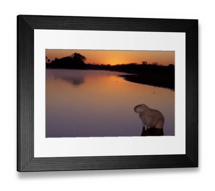 Framed Print : South America, Brazil, Pantanal Capybara (Hydrochoerus hydroaeris) sitting in river at sunrise Framed Print : South America, Brazil, Pantanal Capybara (Hydrochoerus hydroaeris) sitting in river at sunrise