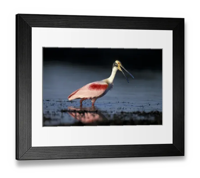 Framed Print : South America, Brazil, Pantanal Roseate spoonbill (Ajaia ajaja) Note: May not Framed Print : South America, Brazil, Pantanal Roseate spoonbill (Ajaia ajaja) Note: May not