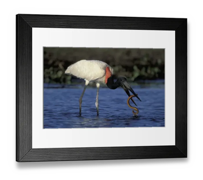Framed Print : South America, Brazil, Pantanal Jabiru (Jabiru mycteria) catching snake