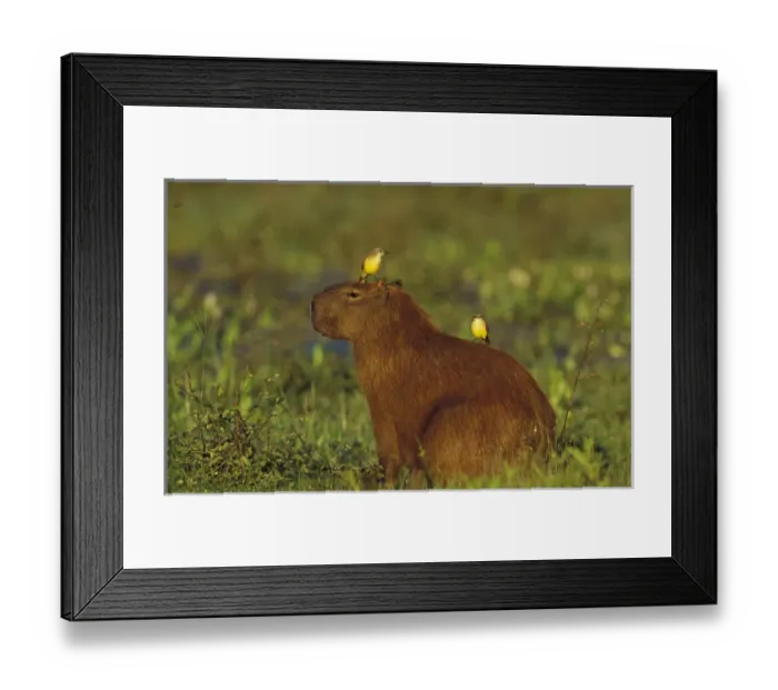 Framed Print : South America, Brazil, Pantanal Capybara (Hydrochoerus hydroaeris) with cattle tyrants Framed Print : South America, Brazil, Pantanal Capybara (Hydrochoerus hydroaeris) with cattle tyrants