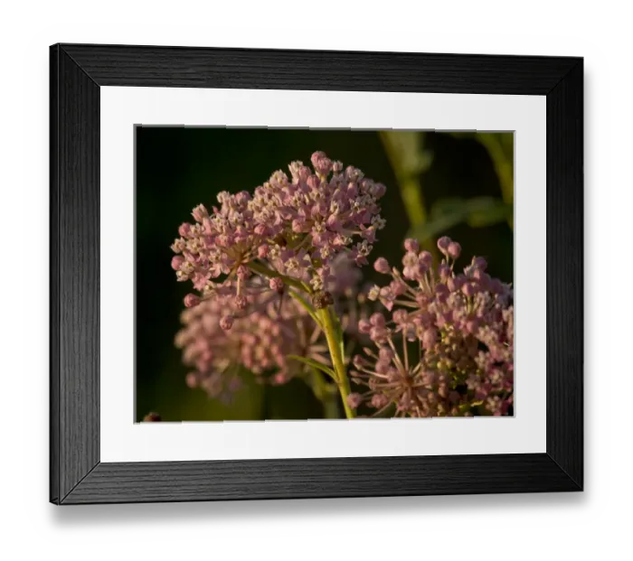 Framed Print : Pink prairie milkweed in prairie outside of Chicago, IL