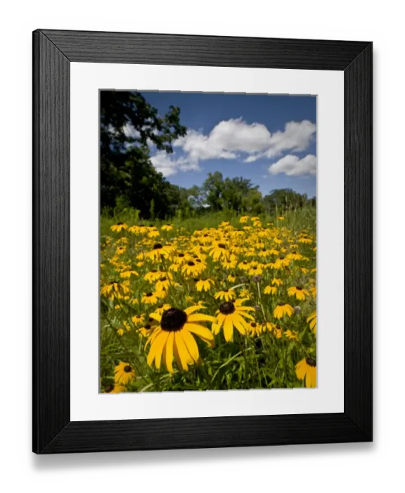Framed Print : Black-eyed susan, Morton Arboretum, Chicago, IL