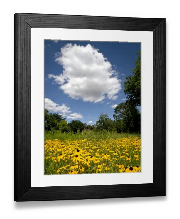 Framed Print : Black-eyed susan, Morton Arboretum, Chicago, IL