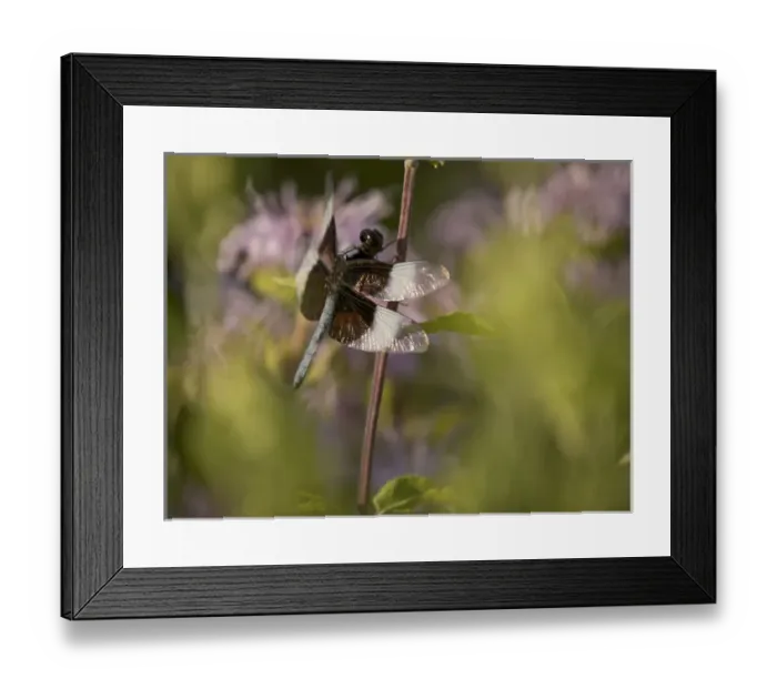 Framed Print : Widow skimmer dragonfly on monarda in prairie outside of Chicago, IL Framed Print : Widow skimmer dragonfly on monarda in prairie outside of Chicago, IL