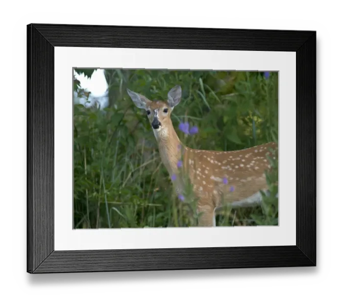 Framed Print : White-talied deer faun in prairie opening, just west of Chicago, IL