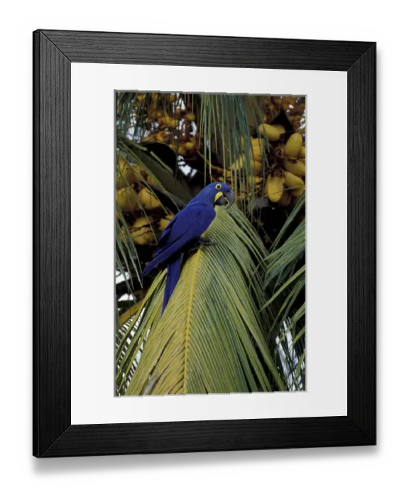 Framed Print : South America, Brazil, southern Panatal Hyacinth macaw in palm tree