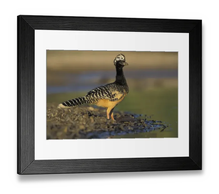 Framed Print : South America, Brazil, Pantanal Bare-faced currasow (Crax fasciolata) Framed Print : South America, Brazil, Pantanal Bare-faced currasow (Crax fasciolata)
