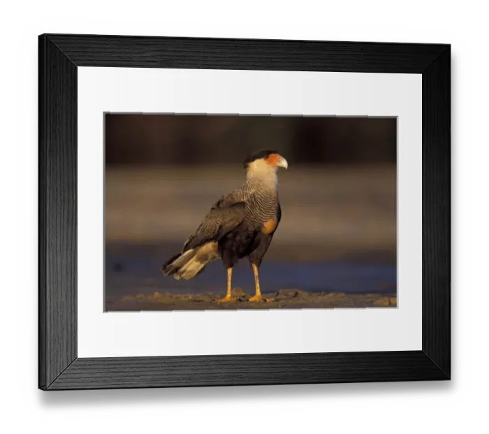 Framed Print : South America, Brazil, southern Pantanal Crested caracara (Polyborus plancus)