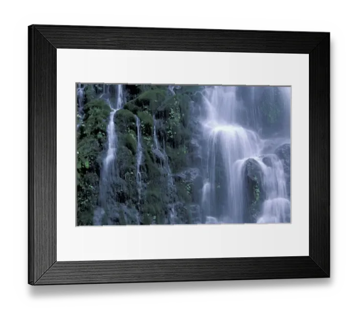 Framed Print : South America, Chile, Lake District Alerce Andino National Park, Puerto Montt Framed Print : South America, Chile, Lake District Alerce Andino National Park, Puerto Montt