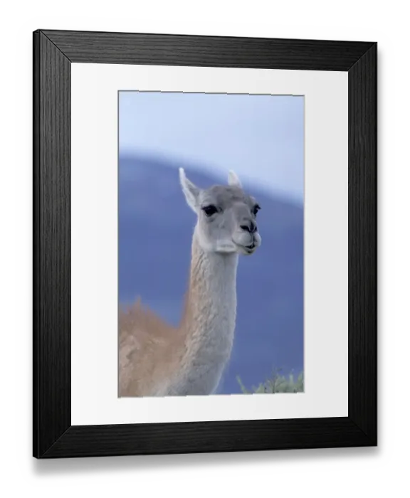 Framed Print : South America, Chile, Magallanes, Torres del Paine National Park Guanaco (Lama