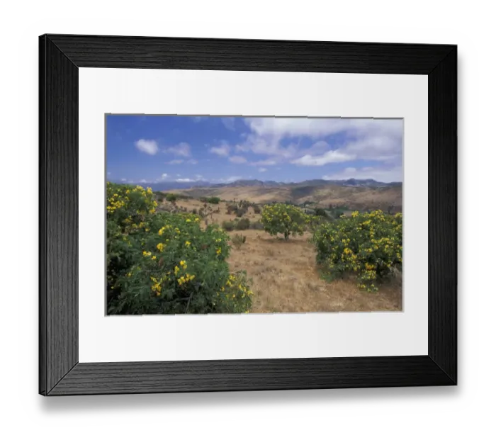 Framed Print : South America, Chile, Coquimbo Valley in Los Vilos and spring bushes Framed Print : South America, Chile, Coquimbo Valley in Los Vilos and spring bushes