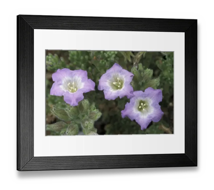 Framed Print : South America, Chile, Atacama Desert P. N. Pan de Azucar Desert flower (Nolana sp) Framed Print : South America, Chile, Atacama Desert P. N. Pan de Azucar Desert flower (Nolana sp)
