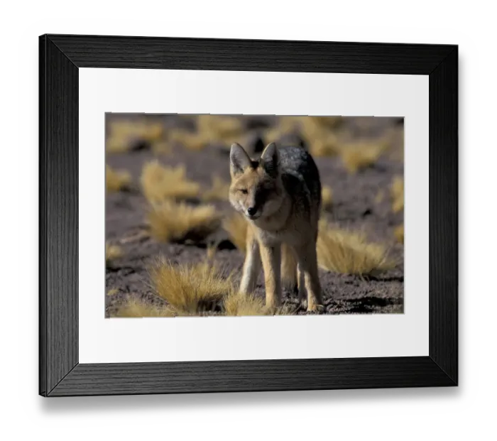 Framed Print : SA, Chile, Altiplano, P. N. Los Flamencos Andean fox (Pseudalopex culpaeus) Framed Print : SA, Chile, Altiplano, P. N. Los Flamencos Andean fox (Pseudalopex culpaeus)