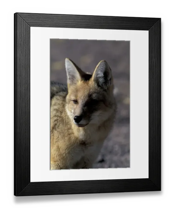 Framed Print : SA, Chile, Altiplano, P. N. Los Flamencos Andean fox (Pseudalopex culpaeus)