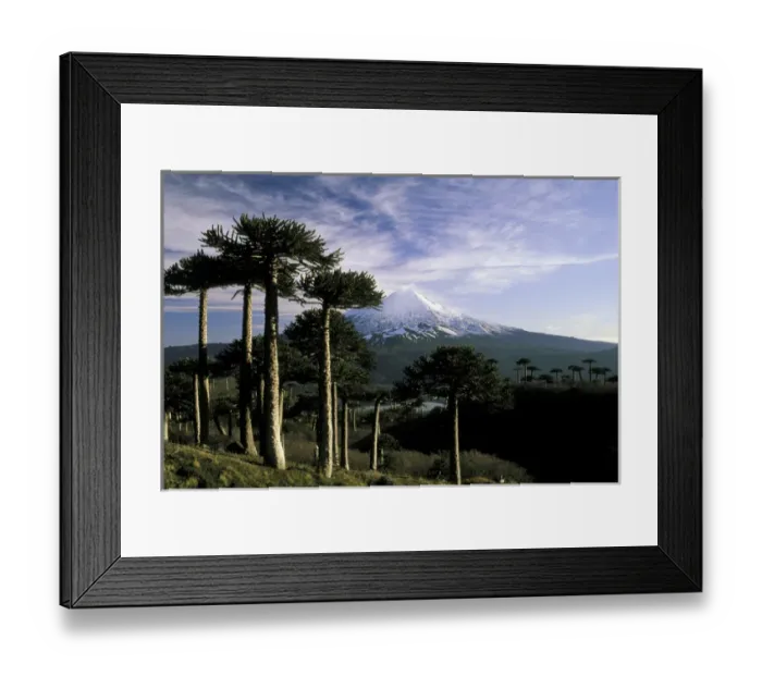 Framed Print : South America, Chile, La Araucania, Conguillo National Park. Araucarias (Araucaria araucana) Framed Print : South America, Chile, La Araucania, Conguillo National Park. Araucarias (Araucaria araucana)