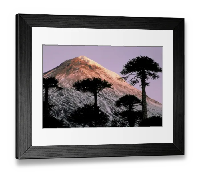 Framed Print : South America, Chile, La Araucania, Villarrica National Park. Araucarias (Araucaria araucana) Framed Print : South America, Chile, La Araucania, Villarrica National Park. Araucarias (Araucaria araucana)