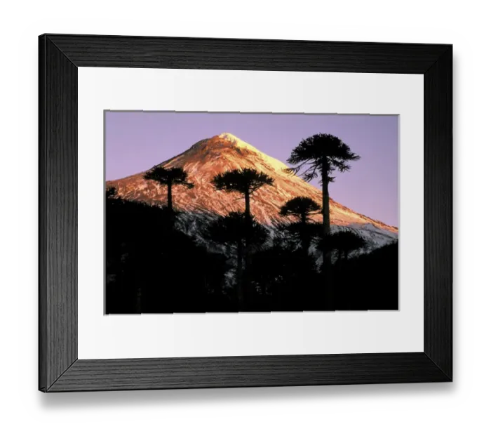 Framed Print : South America, Chile, La Araucania, Villarrica National Park. Araucarias (Araucaria araucana) Framed Print : South America, Chile, La Araucania, Villarrica National Park. Araucarias (Araucaria araucana)