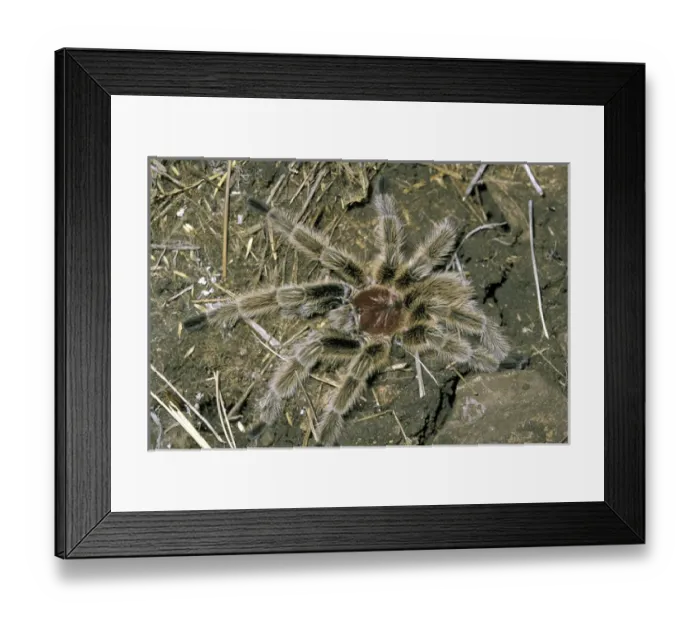 Framed Print : South America, Chile, Sanitago, Andes Mountain Range. Chilean Tarantula (Grammostola sp) Framed Print : South America, Chile, Sanitago, Andes Mountain Range. Chilean Tarantula (Grammostola sp)