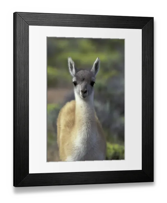 Framed Print : SA, Chile, Torres Del Paine NP Guanaco (lama guanicoe) Framed Print : SA, Chile, Torres Del Paine NP Guanaco (lama guanicoe)