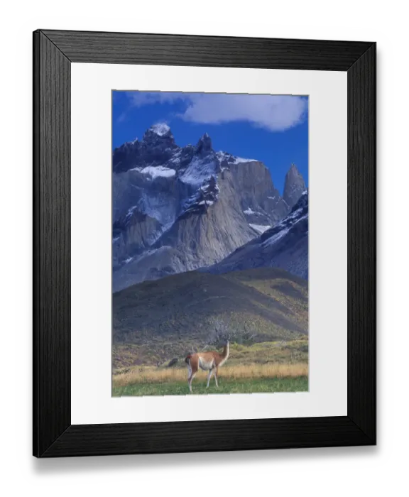Framed Print : South America, Chile, Torres Del Paine NP, Guanaco (Lama guanicoe)