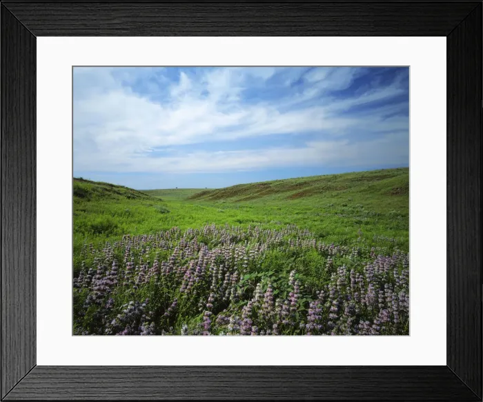 Framed Print : USA, Kansas, Big Basin Prairie Preserve Framed Print : USA, Kansas, Big Basin Prairie Preserve