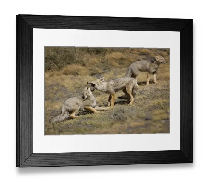Framed Print : South America, Chile, Torres del Paine National Park. A pair of Patagonian Gray Foxes play Framed Print : South America, Chile, Torres del Paine National Park. A pair of Patagonian Gray Foxes play