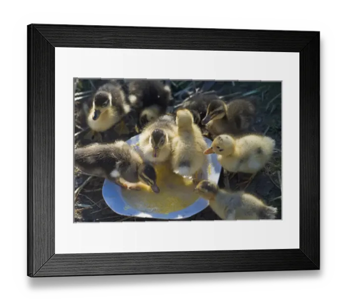 Framed Print : Ducklings feeding, Lago Negro, Chile Framed Print : Ducklings feeding, Lago Negro, Chile
