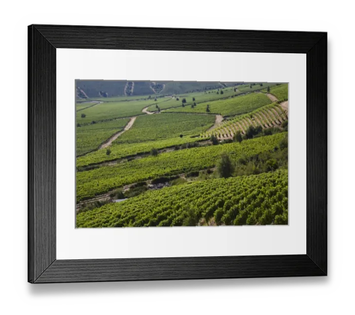 Framed Print : Montes vineyards, Colchagua Valley, Chile Framed Print : Montes vineyards, Colchagua Valley, Chile