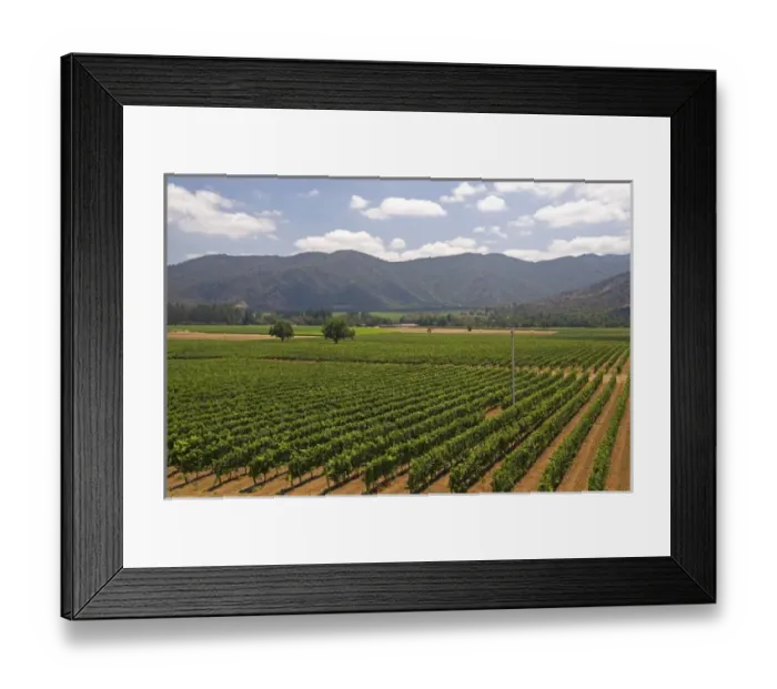 Framed Print : Veramonte vineyard near Santiago, Chile