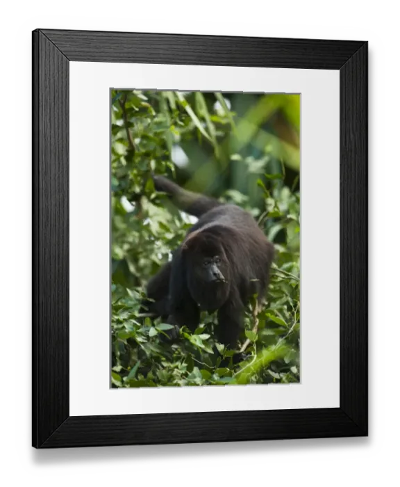 Framed Print : Black Howler Monkey (Alouatta pigra) Community Baboon Center - community