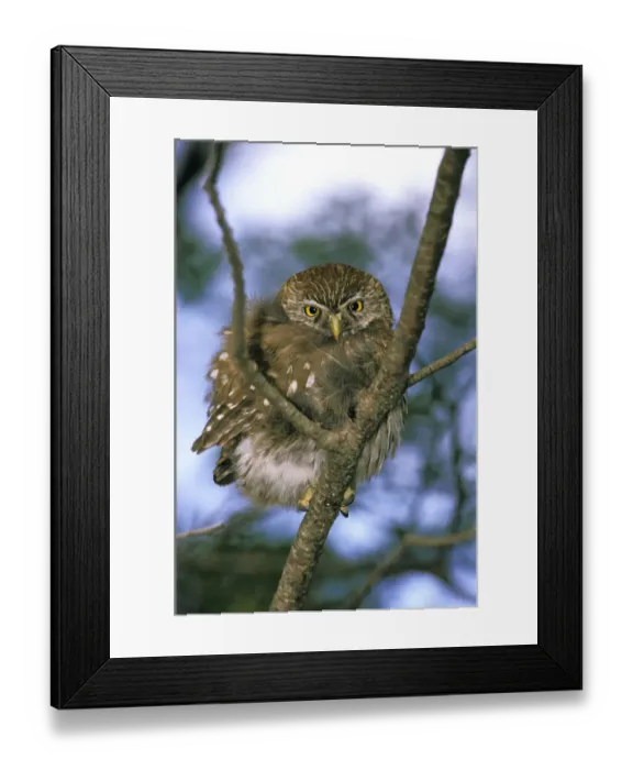 Framed Print : South America, Chile, Aysen. Autral Pygmy Owl (Glaucidium nanum)