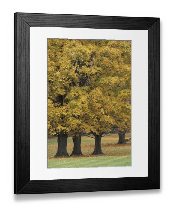 Framed Print : NA, USA, Central Kentucky Maple trees in autumn Framed Print : NA, USA, Central Kentucky Maple trees in autumn