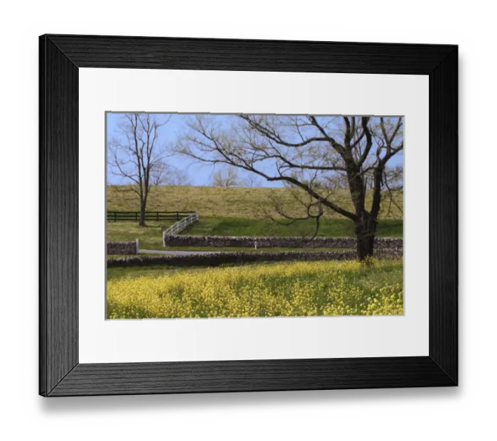 Framed Print : Mustard flowers, Shaker Village of Pleasant Hill, Kentucky, Brassica napus Framed Print : Mustard flowers, Shaker Village of Pleasant Hill, Kentucky, Brassica napus
