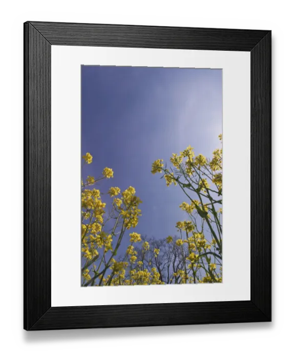 Framed Print : Skyward view of mustard flowers, Brassica napus, Shaker Village of Pleasant Hill