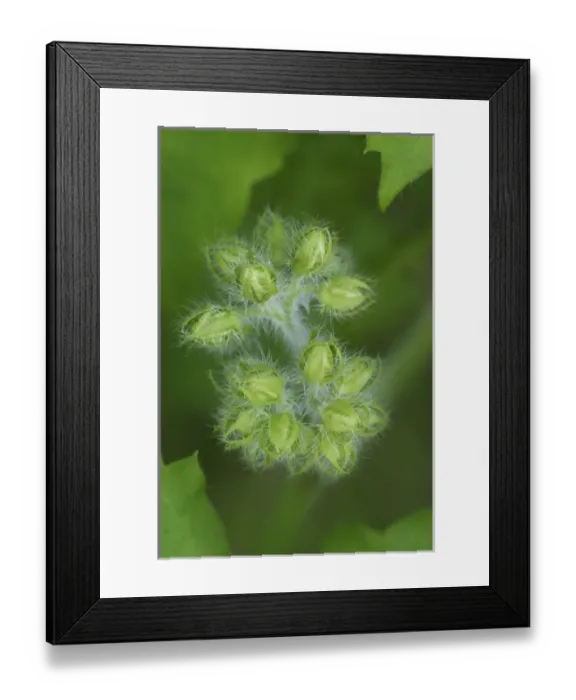 Framed Print : Wild Geranium buds waiting to open, Geranium maculatum, Kentucky