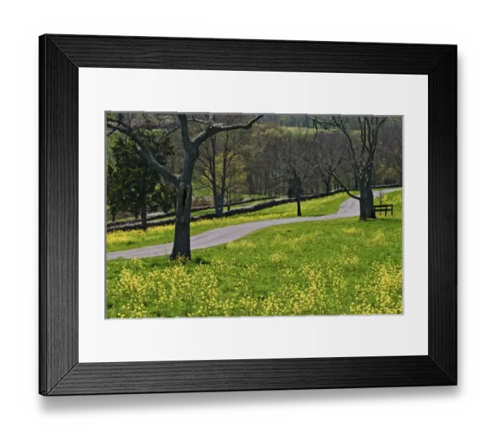 Framed Print : Roadway through mustard flowers, Shaker Village of Pleasant Hill, Kentucky Framed Print : Roadway through mustard flowers, Shaker Village of Pleasant Hill, Kentucky