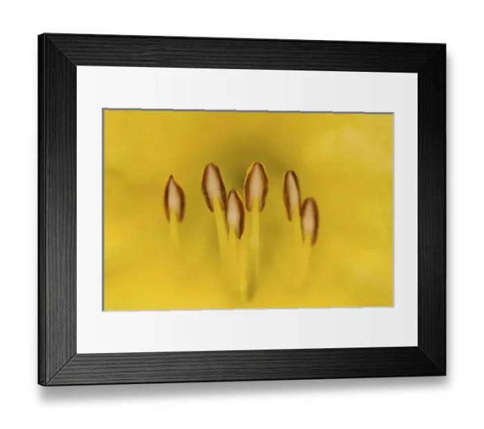Framed Print : Hybrid daylily stamen, consisting of anthers and filaments, Louisville, Kentucky