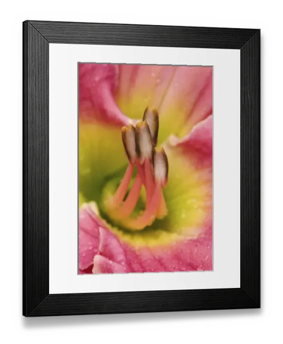 Framed Print : Hybrid daylily stamen, consisting of anthers and filaments, Louisville, Kentucky Framed Print : Hybrid daylily stamen, consisting of anthers and filaments, Louisville, Kentucky