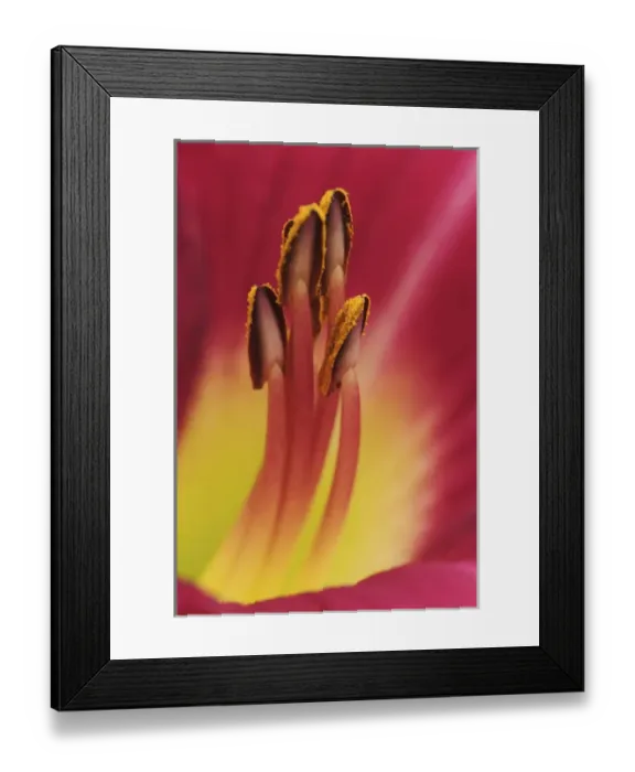 Framed Print : Hybrid daylily stamen, consisting of anthers and filaments, Louisville, Kentucky