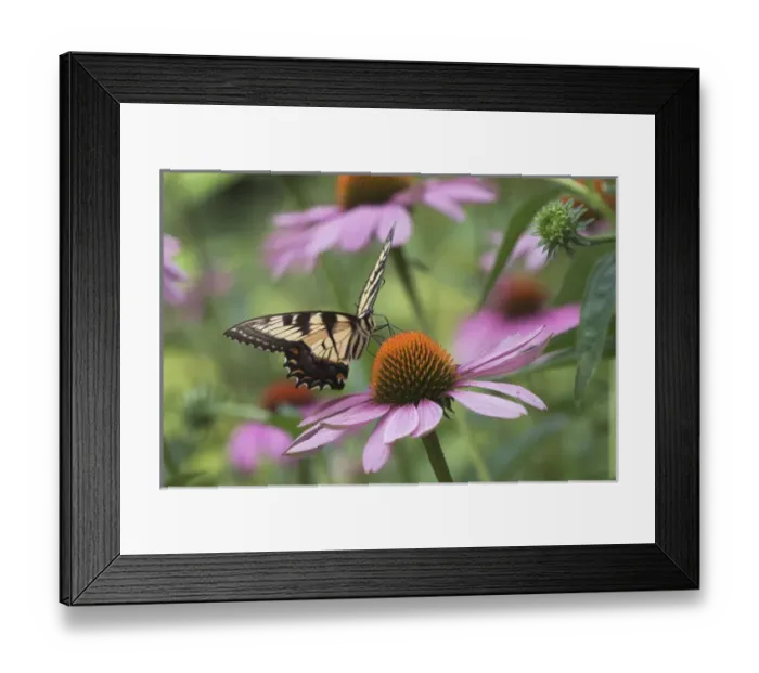 Framed Print : Tiger Swallowtail butterfly on purple coneflower, Pterourus glaucus, Kentucky