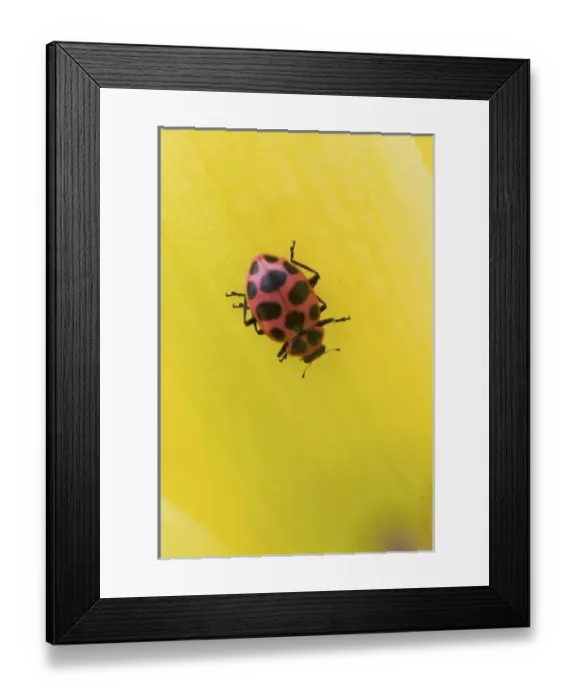 Framed Print : Lady Beetle, Coleomegilla maculata, Kentucky Framed Print : Lady Beetle, Coleomegilla maculata, Kentucky