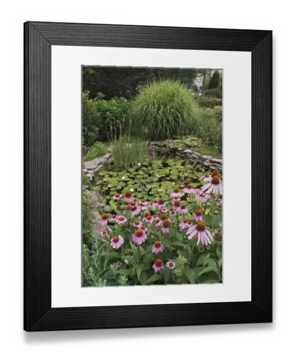 Framed Print : Water garden and Cone Flowers, Echinacea purpurea, Louisville, Kentucky Framed Print : Water garden and Cone Flowers, Echinacea purpurea, Louisville, Kentucky