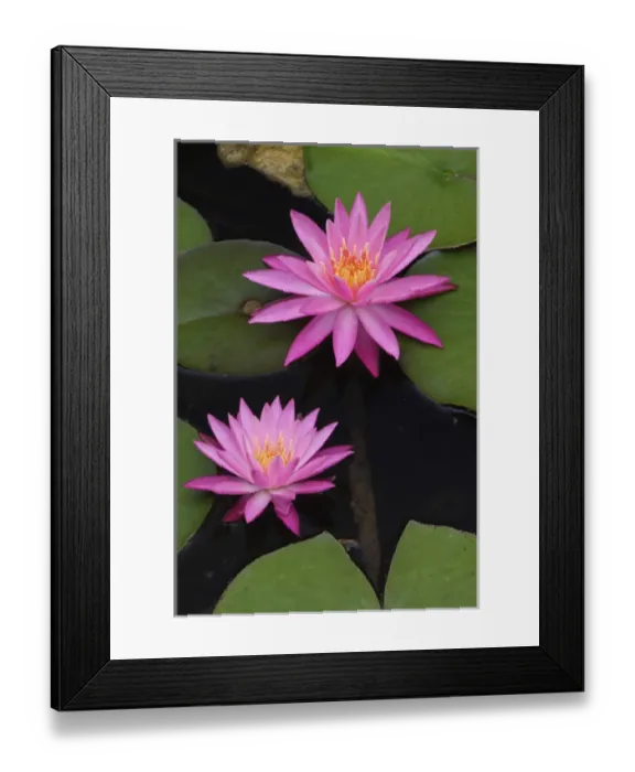 Framed Print : Hybrid Water Lily, Louisville, KY Framed Print : Hybrid Water Lily, Louisville, KY